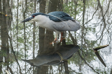 Night Heron