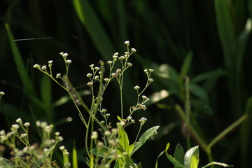 Plants in Sunrise
