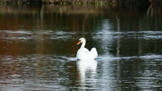 A beautiful white swan swims in the summer on the mirror surface of the pond in the park in search of food. Birds in the wild nature.