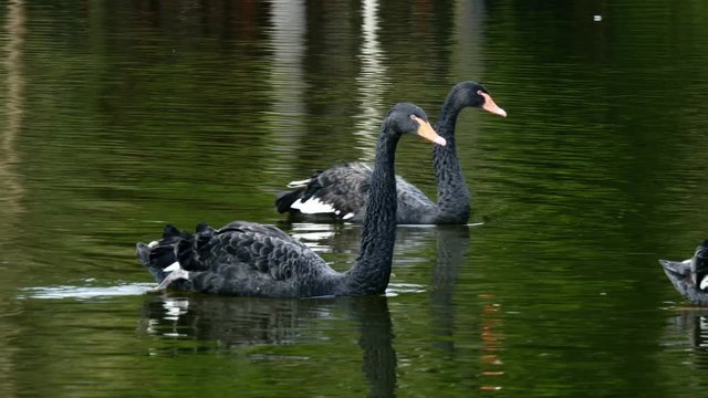 A flock of black swan swims in the summer on the mirror surface of the pond in the park in search of food. Birds in the wild nature.