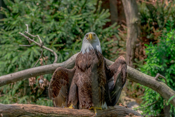 Distinctive Plumage on an American Bald Eagle Against a Natural Forest Background