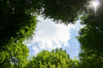 街角に咲く青い紫陽花のアップ