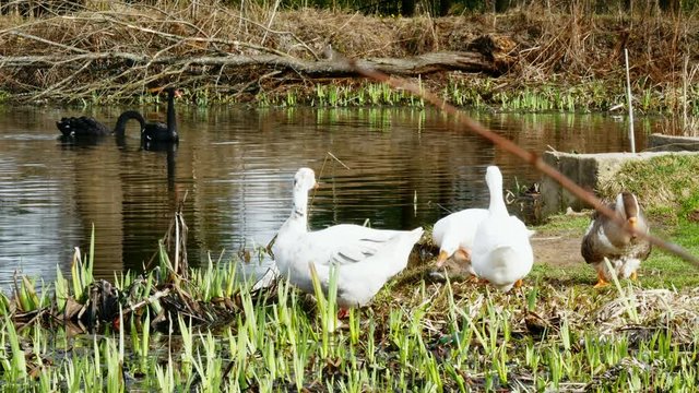 A flock of white geese and black swan swims in the summer on the mirror surface of the pond in the park in search of food. Birds in the wild nature.