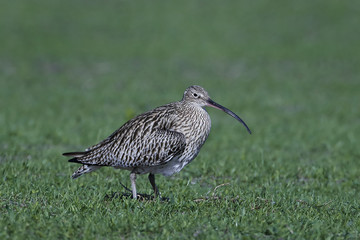 Eurasian curlew (Numenius arquata)