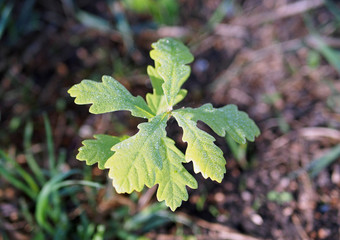 The tiny oaklet age is less than 1 year in morning light