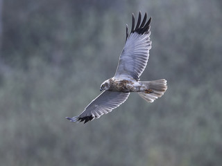 Western marsh harrier (Circus aeruginosus)