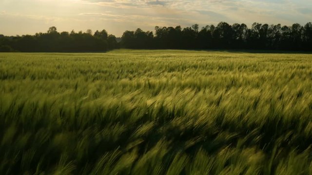 Green wheat stalks blow in the wind. Natural Wheat field. Bueutiful nature wheat field with clouds in sunny day.