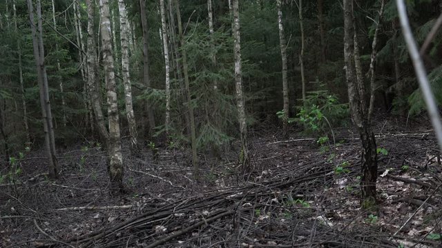 Terrible wild forest in evening with flocks of mosquitoes and midges, landscape of deep overgrown forest