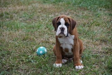 Magnifique chiot Boxer LOF