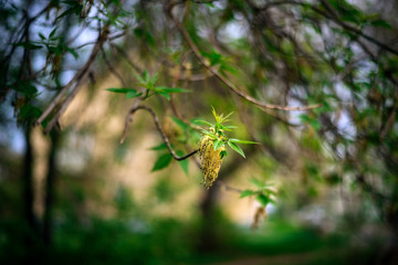 Green leaf of a tree