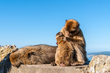 Fototapeta premium The Barbary Macaque monkeys of Gibraltar. The only wild monkey population on the European Continent. At present there are 300+ individuals occupying the Gibraltar nature reserve.