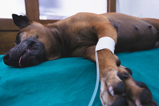 Worm invasion is a common problem in pets. There are several classes of parasite