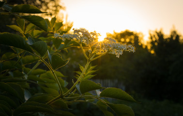 Sunny spring evening. Blooming elderberry bush and rustic garden
