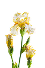 Naklejka na ściany i meble iris isolated on white