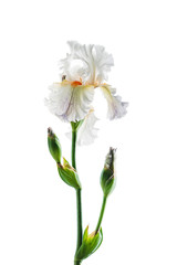 iris isolated on white