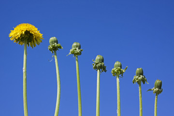 Ladder of success, originality.. and development, different from other, dandelions against blue sky