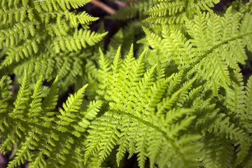 Fern background, green vegetative texture, tropical leaves in sunlight