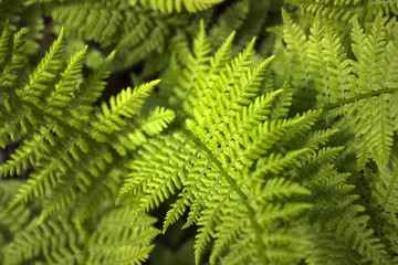 Fototapeta na wymiar Fern background, green vegetative texture, tropical leaves in sunlight
