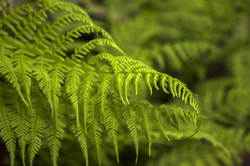 Fern background, green vegetative texture, blured tropical leaves in sunlight