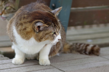 怒っている野良猫