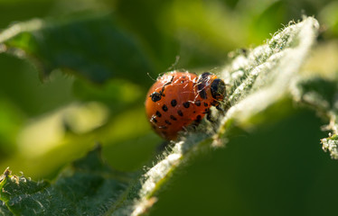 Larva of the Colorado potato beetle. The garden pest