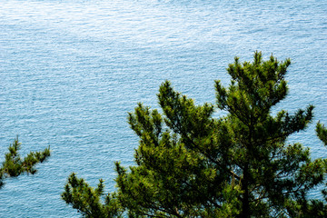 Plentifully green pine trees by the beautiful blue sea.