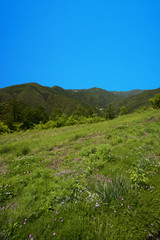 Fototapeta premium 新緑薫る十津川村の初夏