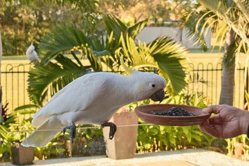 Hand feeding a sulphur crested cockatoo 