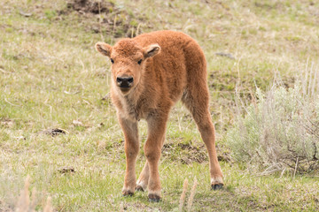 Bison Calf