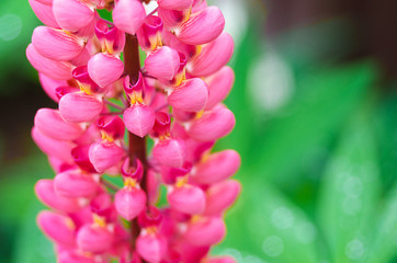Fragrant flowers of lupine in the fresh