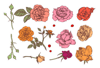 Set of hand-drawn  floral elements in sketch style