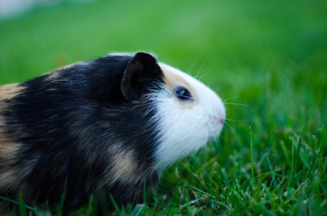guinea pig walks in the fresh air and eating