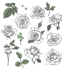 Set of hand-drawn  floral elements in sketch style