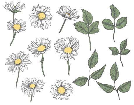 Set of hand-drawn  floral elements in sketch style