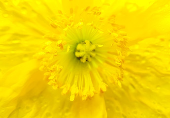 Close-up yellow flower
