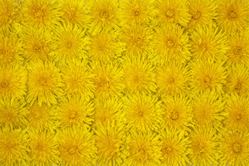 Flowers background colorful yellow Dandelions, flowering in meadow, Summer or Spring day concept