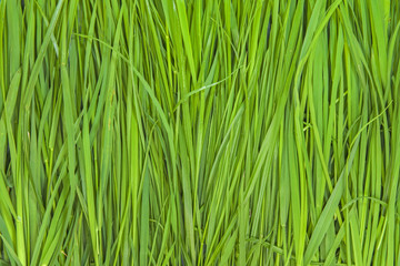 Fototapeta premium Grass Pattern Abstract Background green