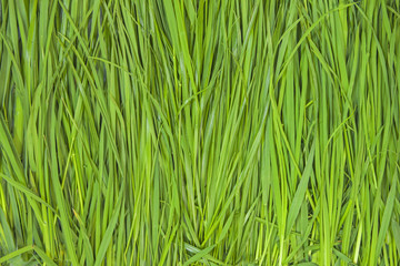 Grass Pattern Abstract Background green