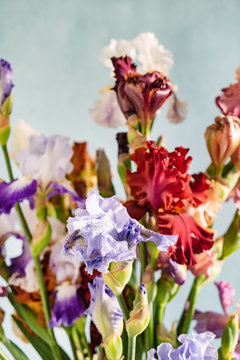 Bunch of coloful fresh irises