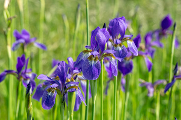 Violet iris flower grow in the garden.