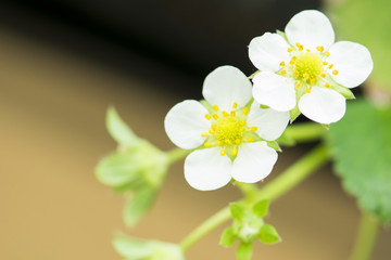 Fototapeta premium Strawberry flowers in the garden, macro shot of a flower