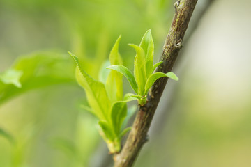Spring has come, the first green.
