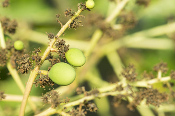 Obraz premium young mango with flower on tree.