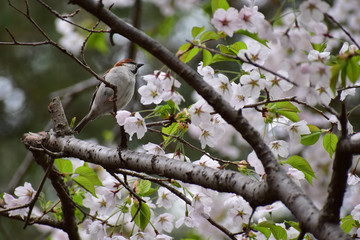 桜に止まるニュウナイスズメ