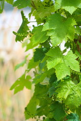 marco de hojas de parra