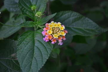 Lantana camara flower in the nature of the Philippines.