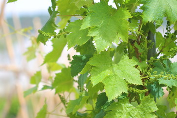 Fototapeta premium marco de hojas de parra