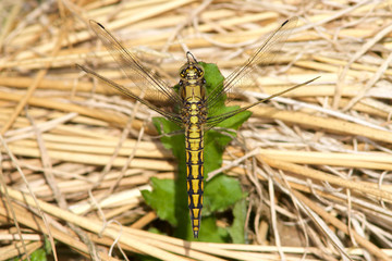 Black-tailed Skimmer dragonfly, Orthetrum cancellatum, resting in the early morning spring sunshine.