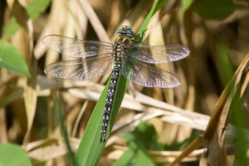 Fototapeta na wymiar A Hairy Dragonfly, Brachytron pratense, resting in the sunshine on a leaf.