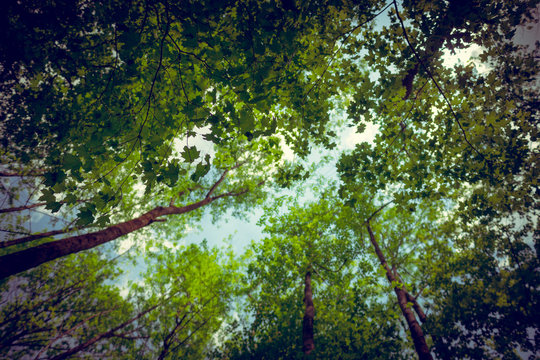Lost in Woods 